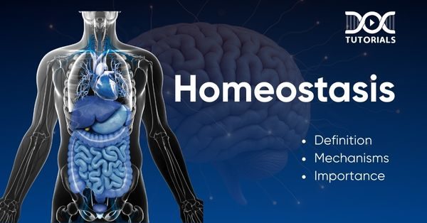 Homeostasis