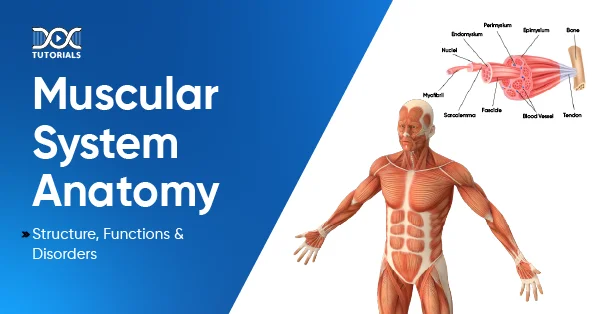 Muscular System Anatomy