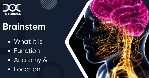 Brainstem