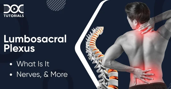 Lumbosacral Plexus