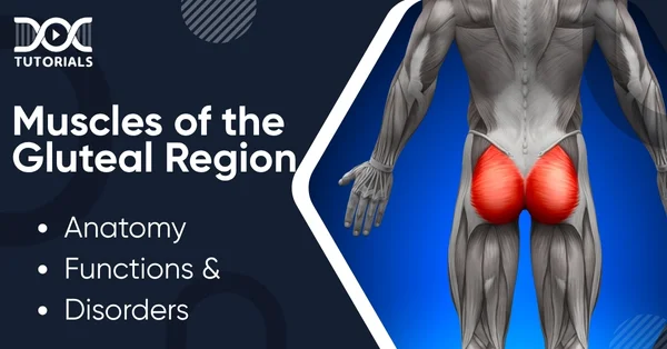 Muscles of the Gluteal Region