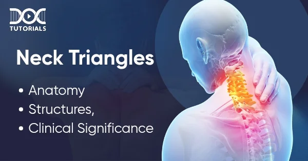 Neck Triangles