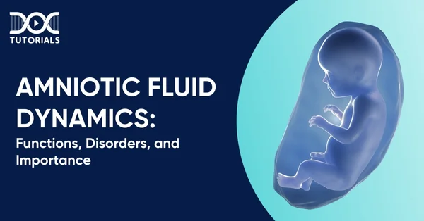 Amniotic Fluid Dynamics