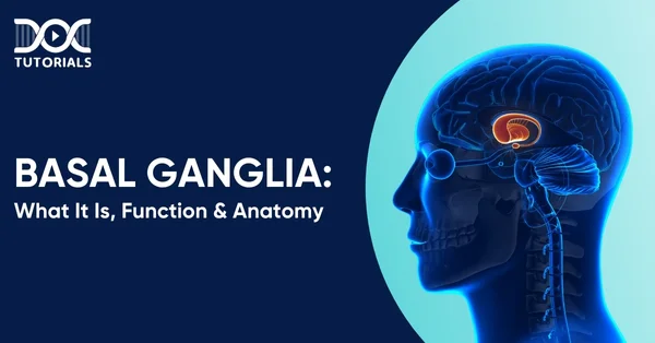 Basal Ganglia