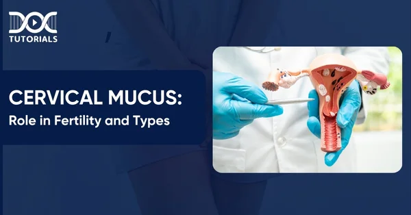 Cervical Mucus