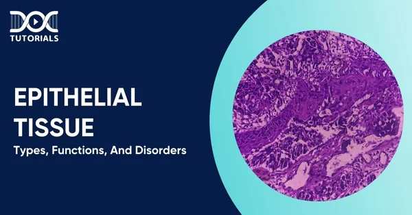 Epithelial Tissue