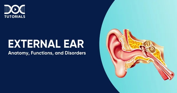 External Ear