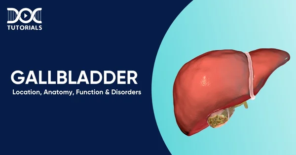 Gallbladder