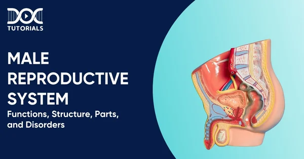 Male Reproductive System