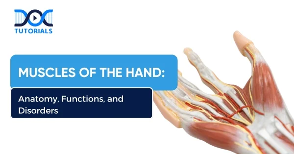 Muscles of the Hand