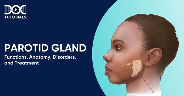 Parotid Gland