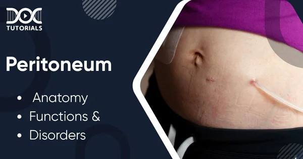 Peritoneum
