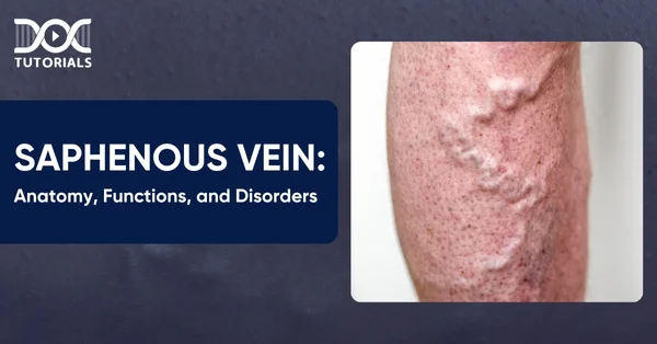 Saphenous Vein