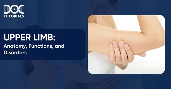 Upper-Limb