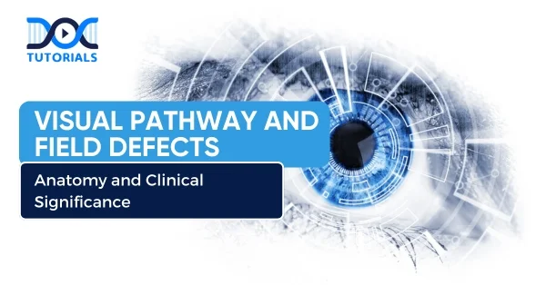 Visual Pathway and Field Defects