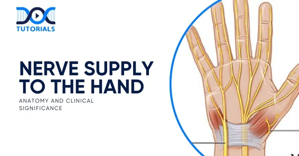 Nerve Supply to the Hand