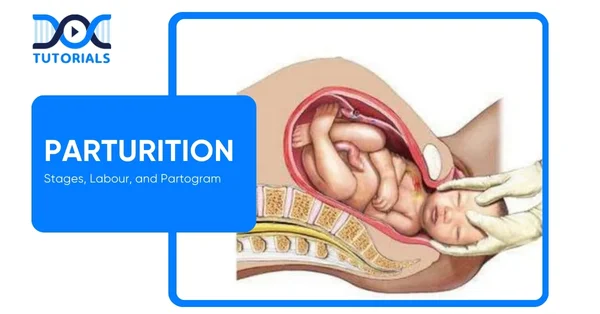 Parturition