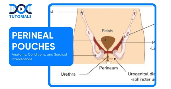 Perineal Pouches