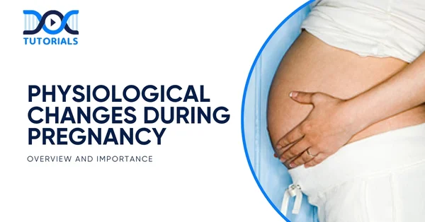 Physiological Changes During Pregnancy
