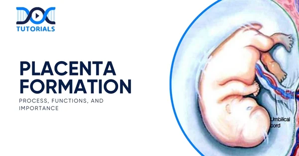 Placenta Formation