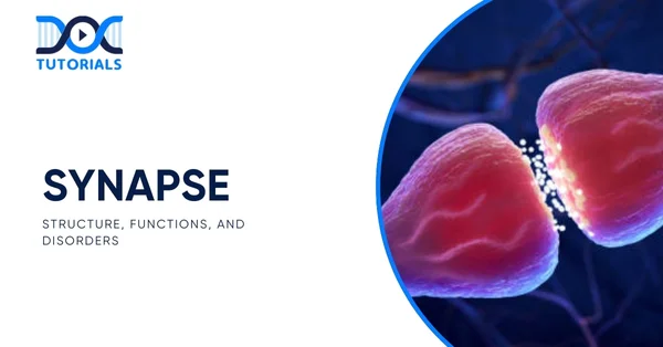 Synapse