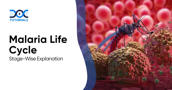 Malaria Life Cycle