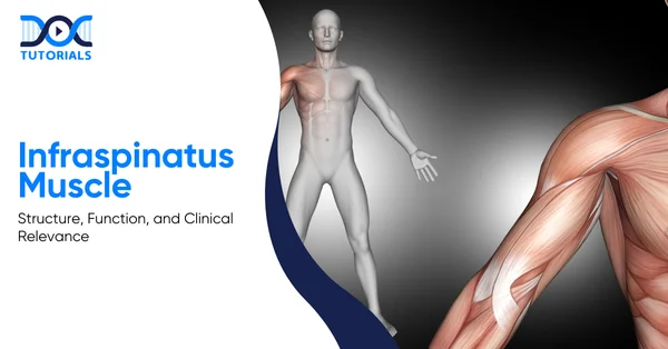 Infraspinatus Muscle | DocTutorials