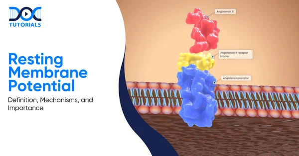 Resting Membrane Potential | DocTutorials