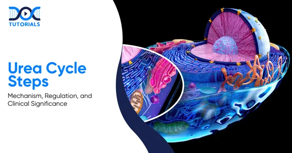 Urea Cycle Steps | Mechanism, Regulation & Clinical Importance