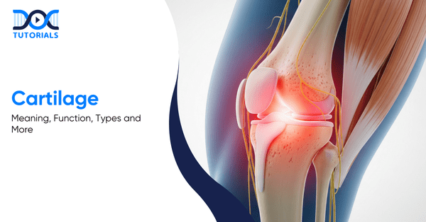 Cartilage