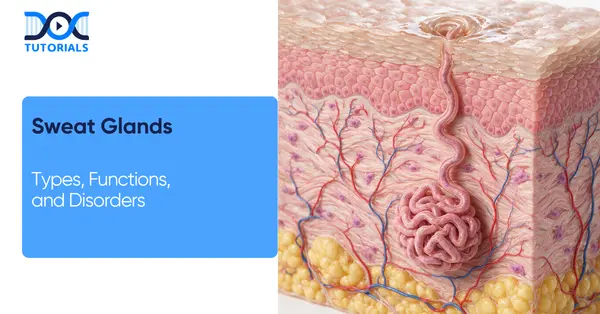 Sweat Glands