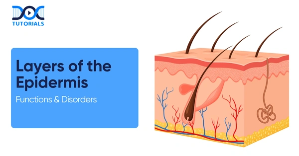 layers of the Epidermis